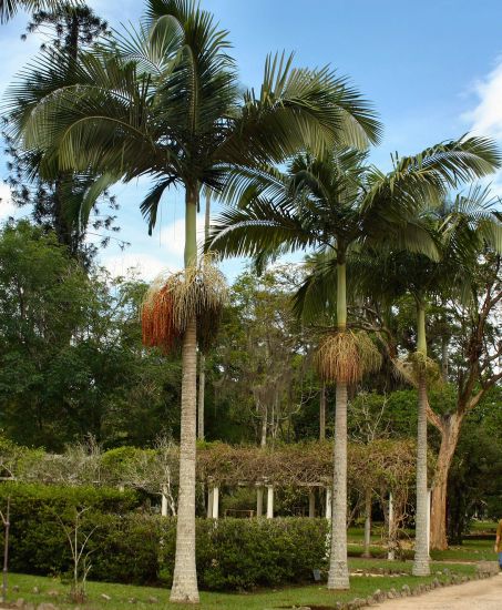 Botanic gardens in Rio de Janeiro