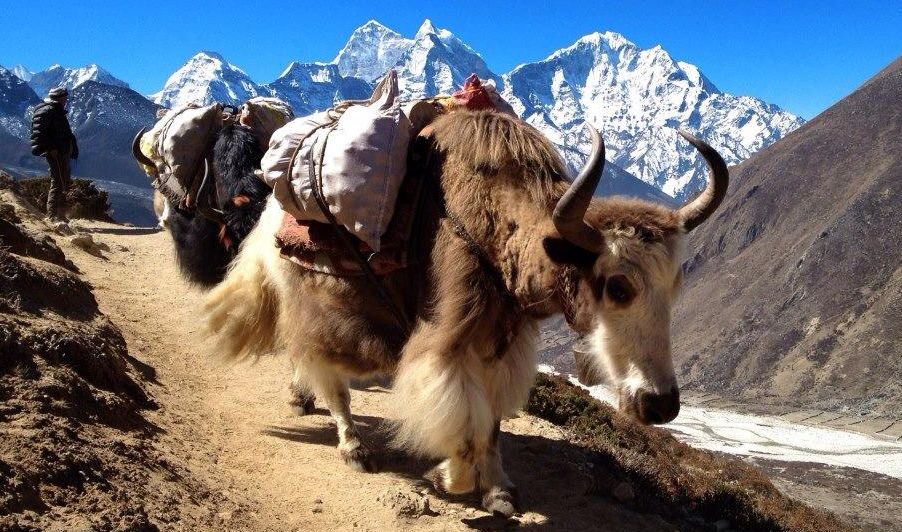 Yaks on route to Everest Base Camp