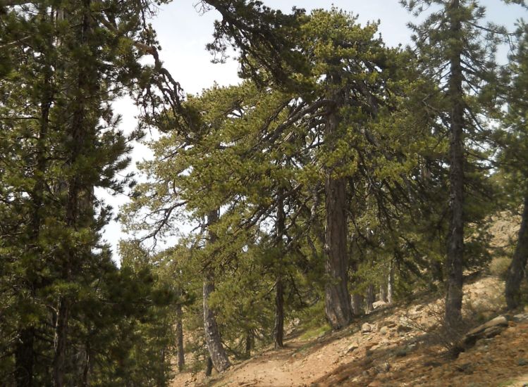 Start of the circular 7.5km Artemis Trail around the summit of Mount Olympus