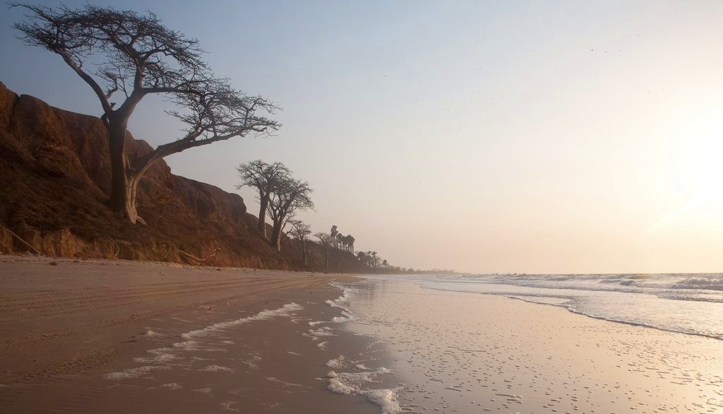 Baobab trees lining beach at Brufut