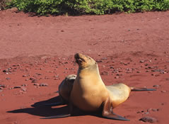 http://www.galapagos-ecotours.com/