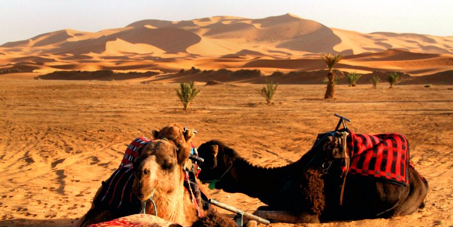 Camels and Sand Dunes of Erg Chebbi in the sub-sahara desert.