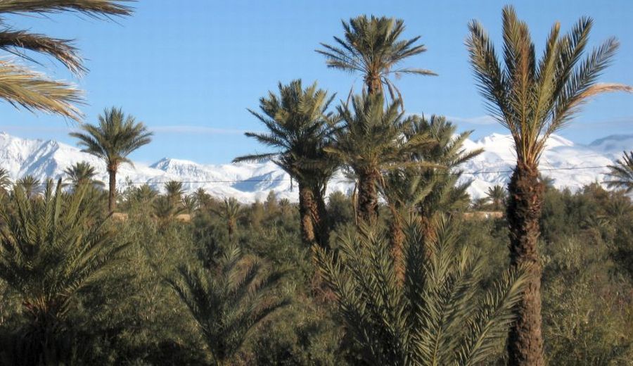 High Atlas from Palmery at Marrakesh