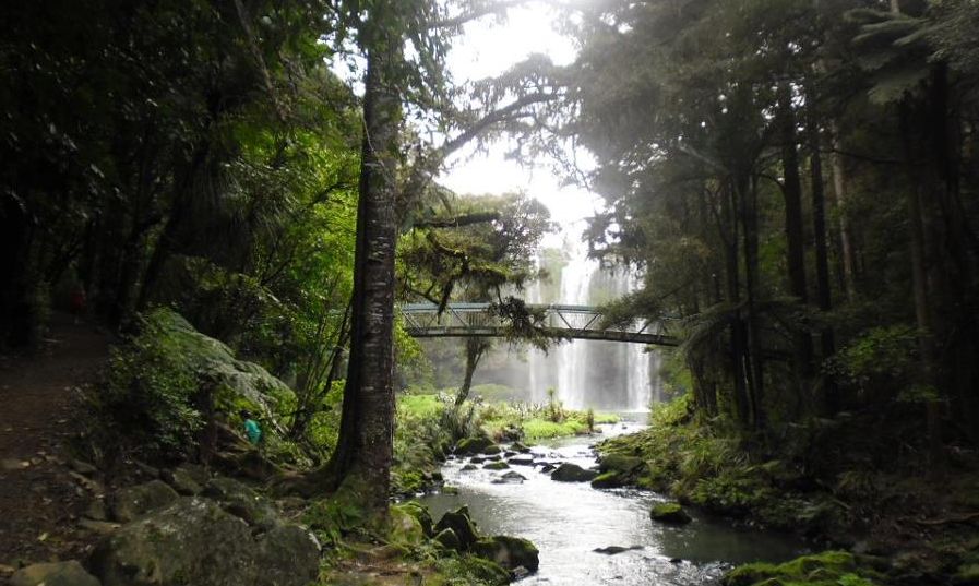 Whangarei Falls in Northland of New Zealand