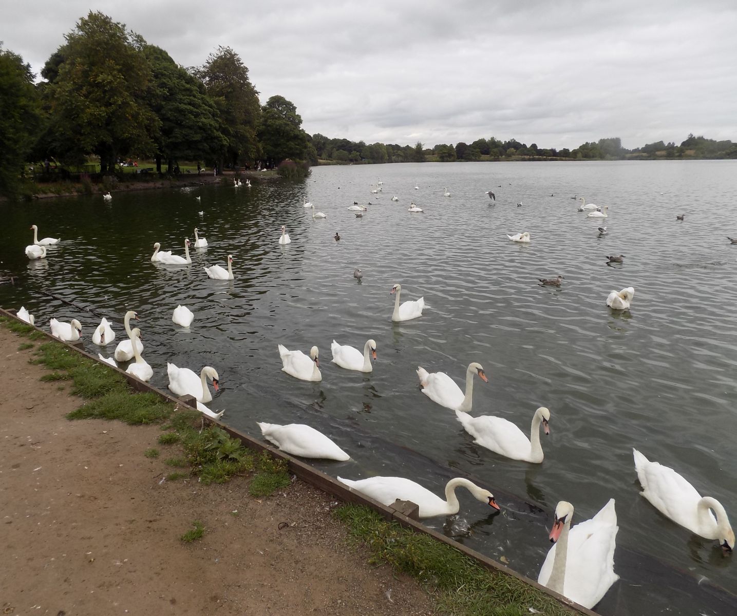 Swans at Hogganfield Loch