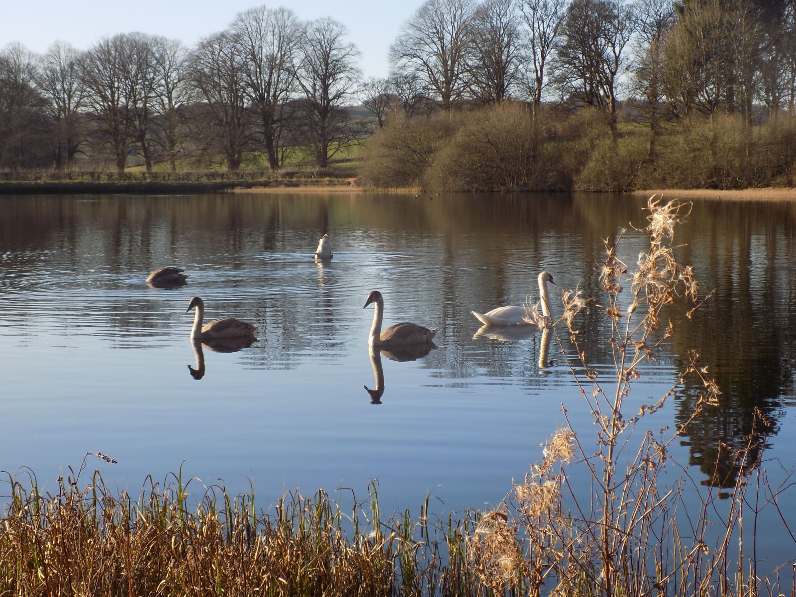 Swans in Alloch Dam