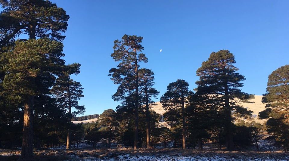 Pine forest in Glen Quoich