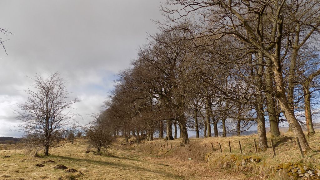 Avenue of trees along route of the Antonine Wall at Tollpark