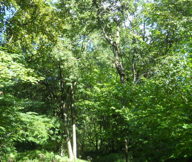 Cumbernauld Glen Nature Reserve