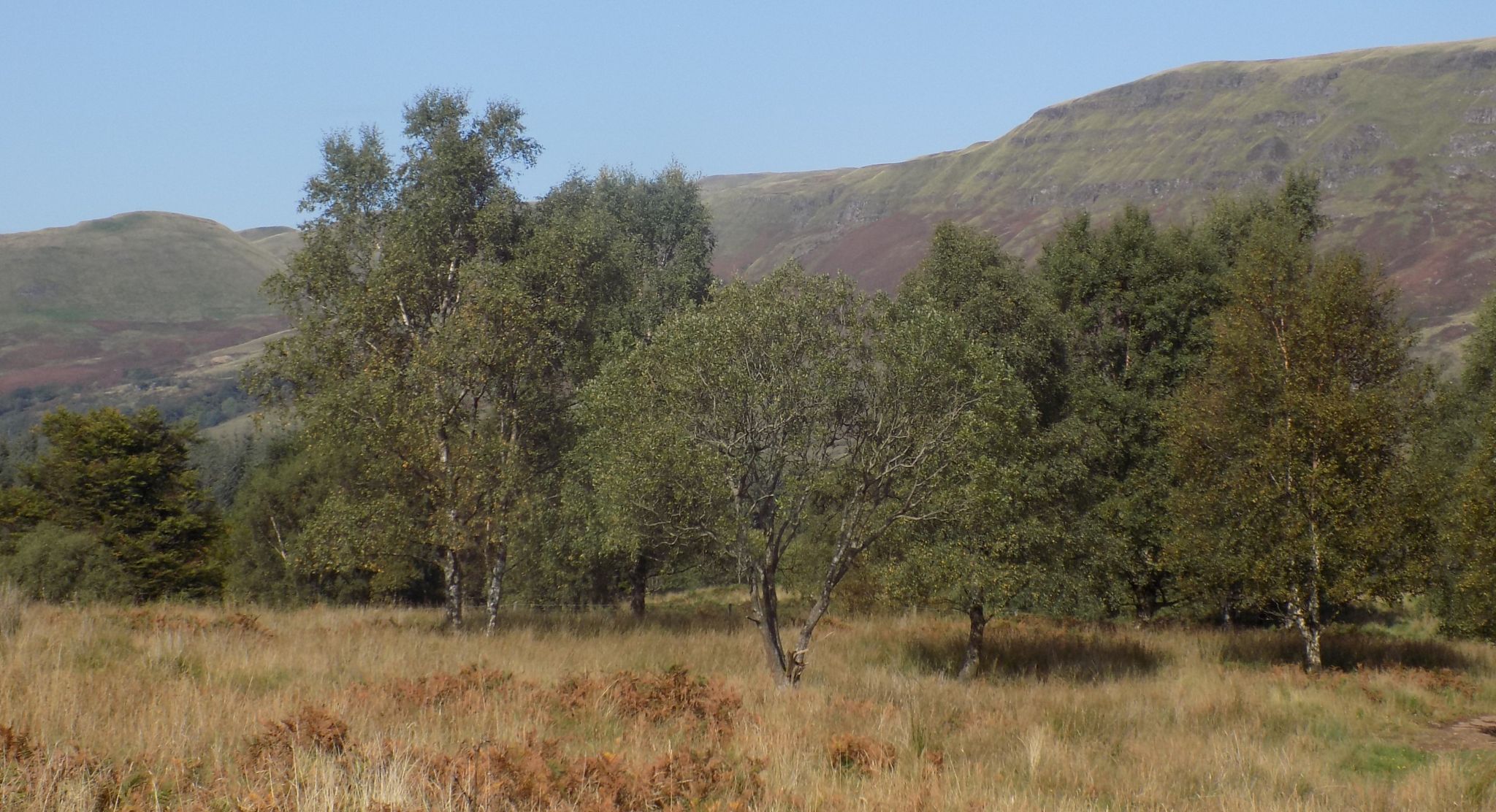 The Campsie Fells from Dumbrock Muir