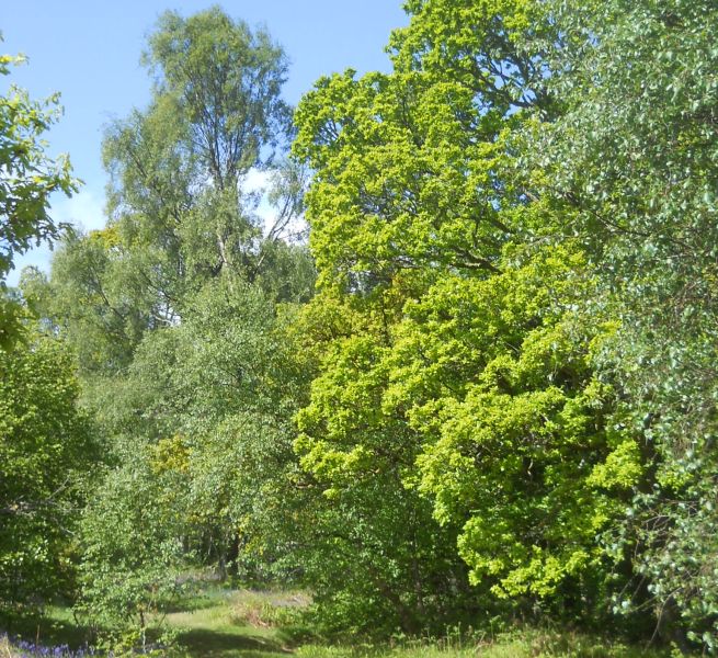 Woods in Finnich Glen