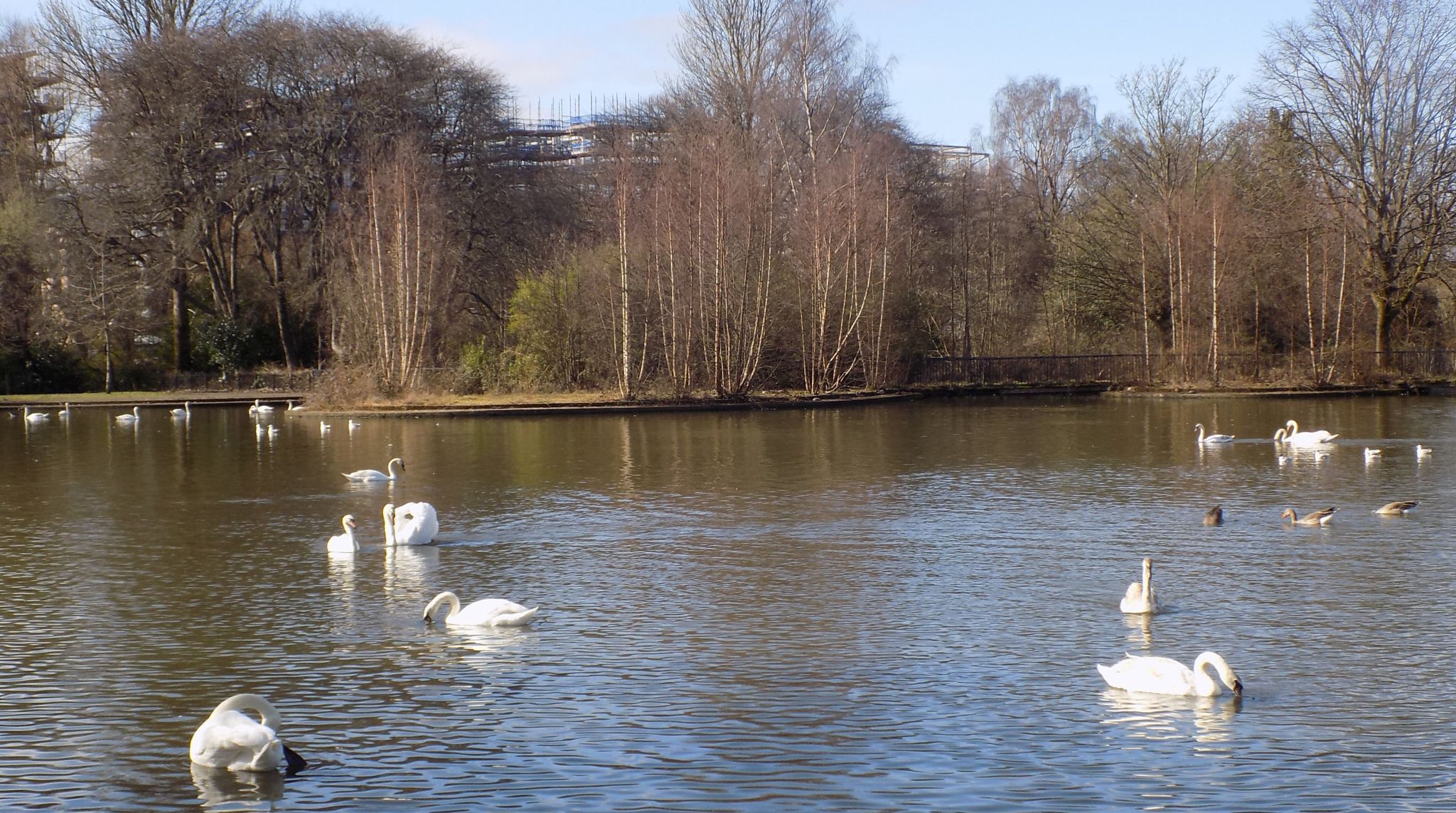 The boating pond in Richmond Park