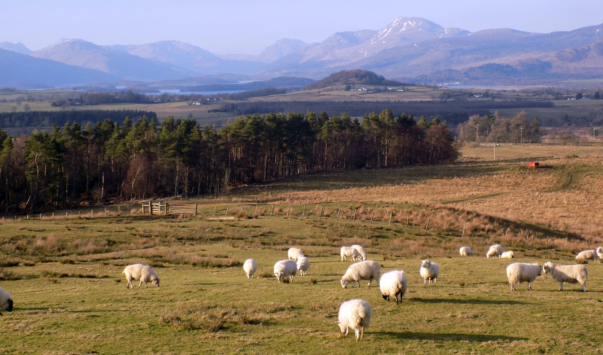 Ben Lomond from Gallangad Muir