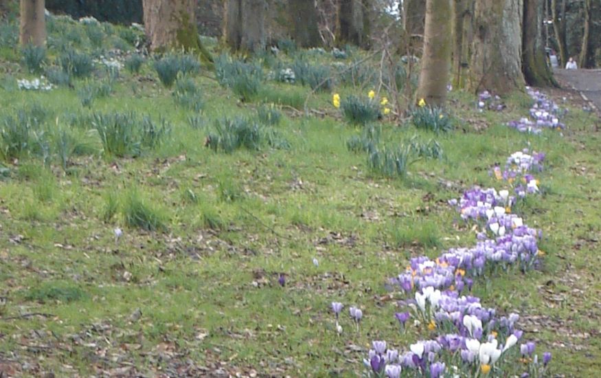 Crocus in Springtime