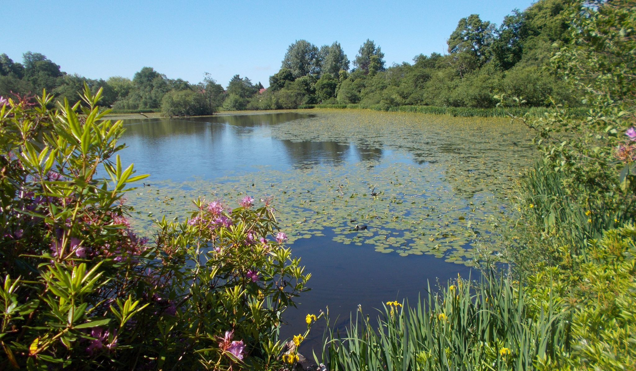 Springtime at Kilmardinny Loch