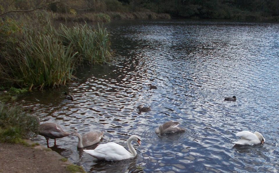 Swans at Kilmardinny Loch in Bearsden