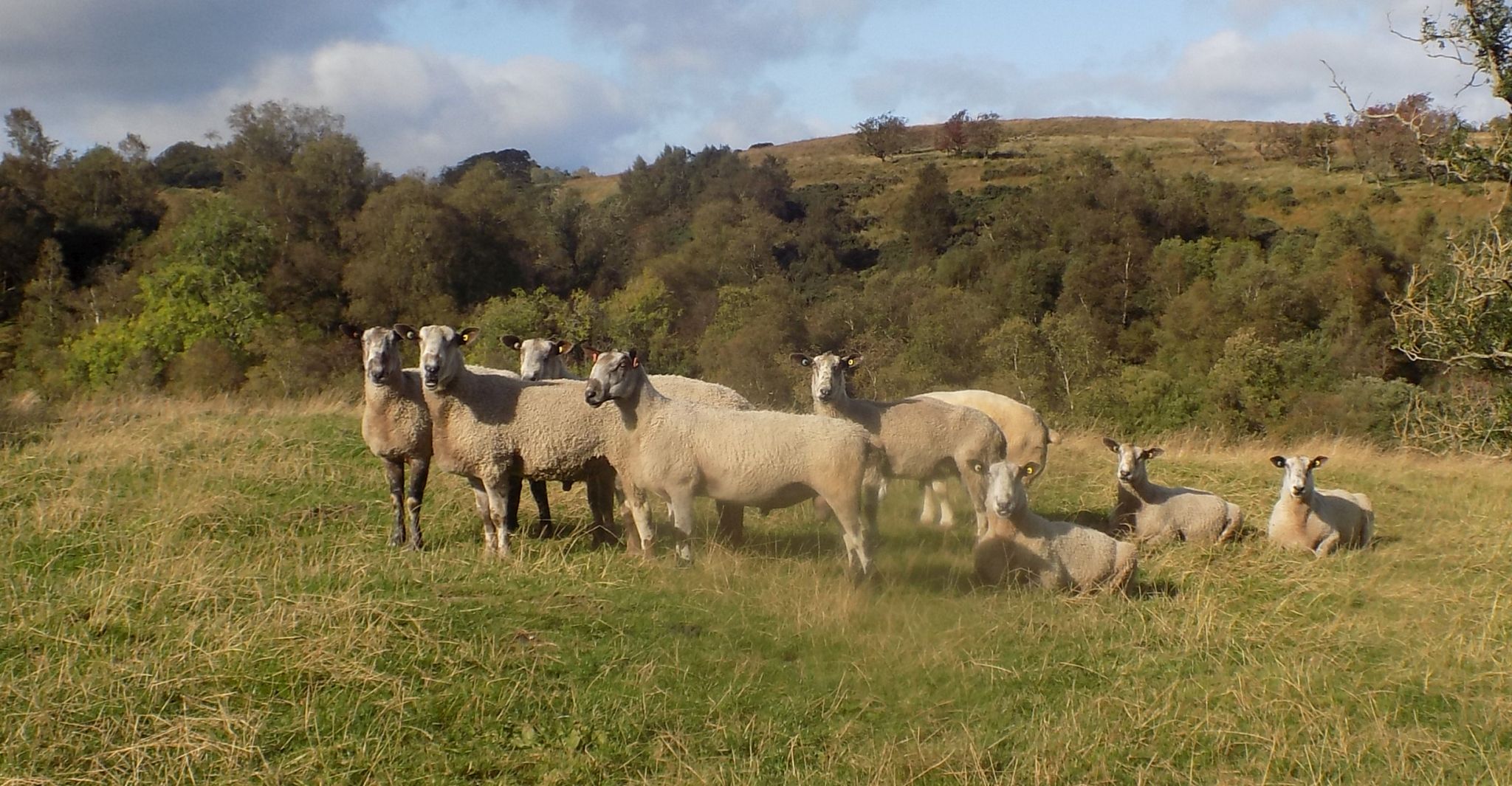 Sheep above tributary of Boquhan Burn