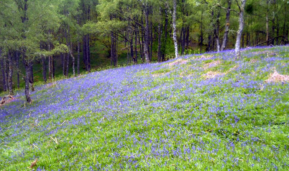 Bluebells in Little Drum Wood