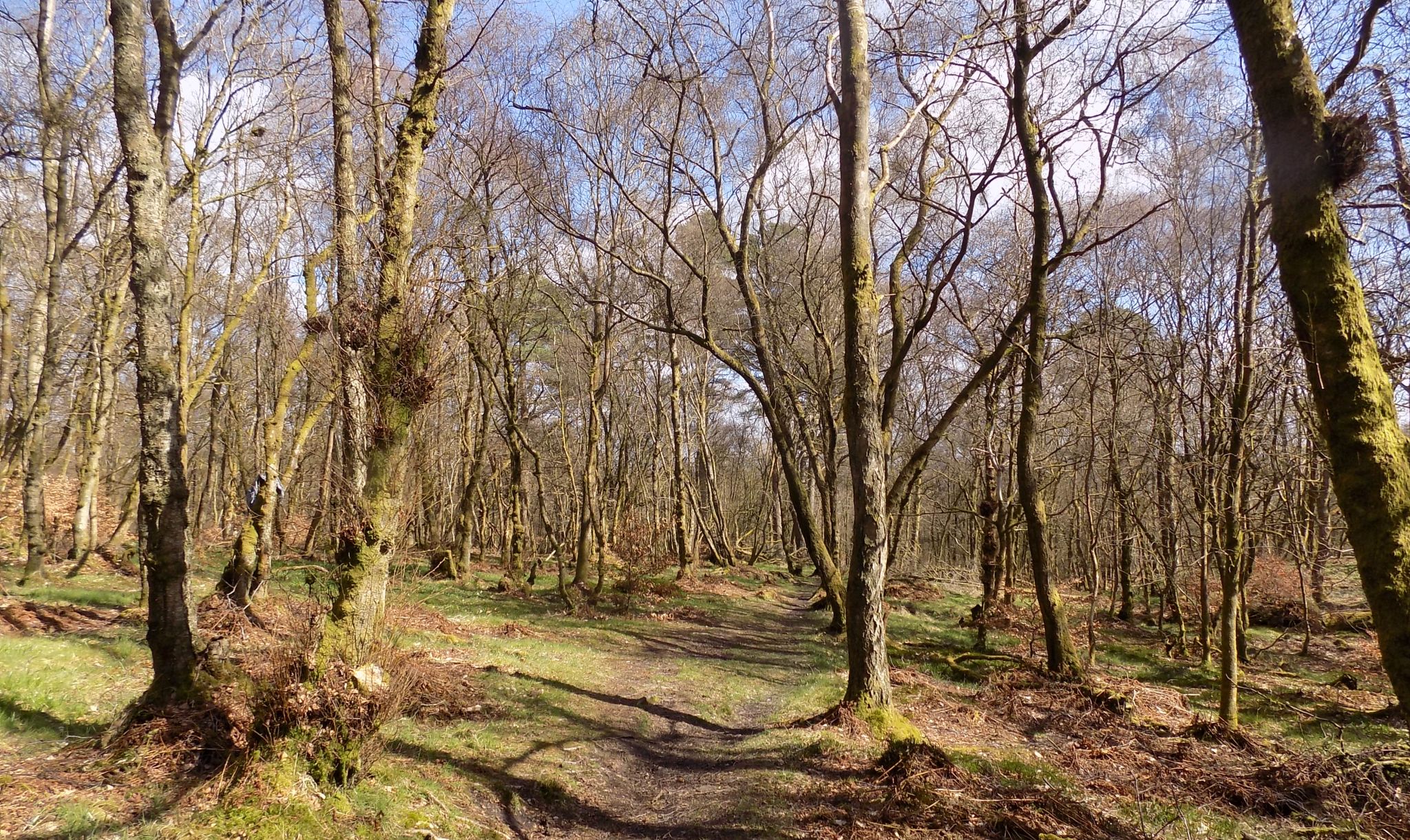 South Mains Wood