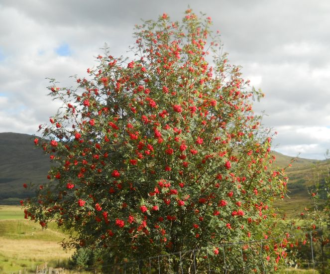 Berries on Rowan Tree in Glen Lyon