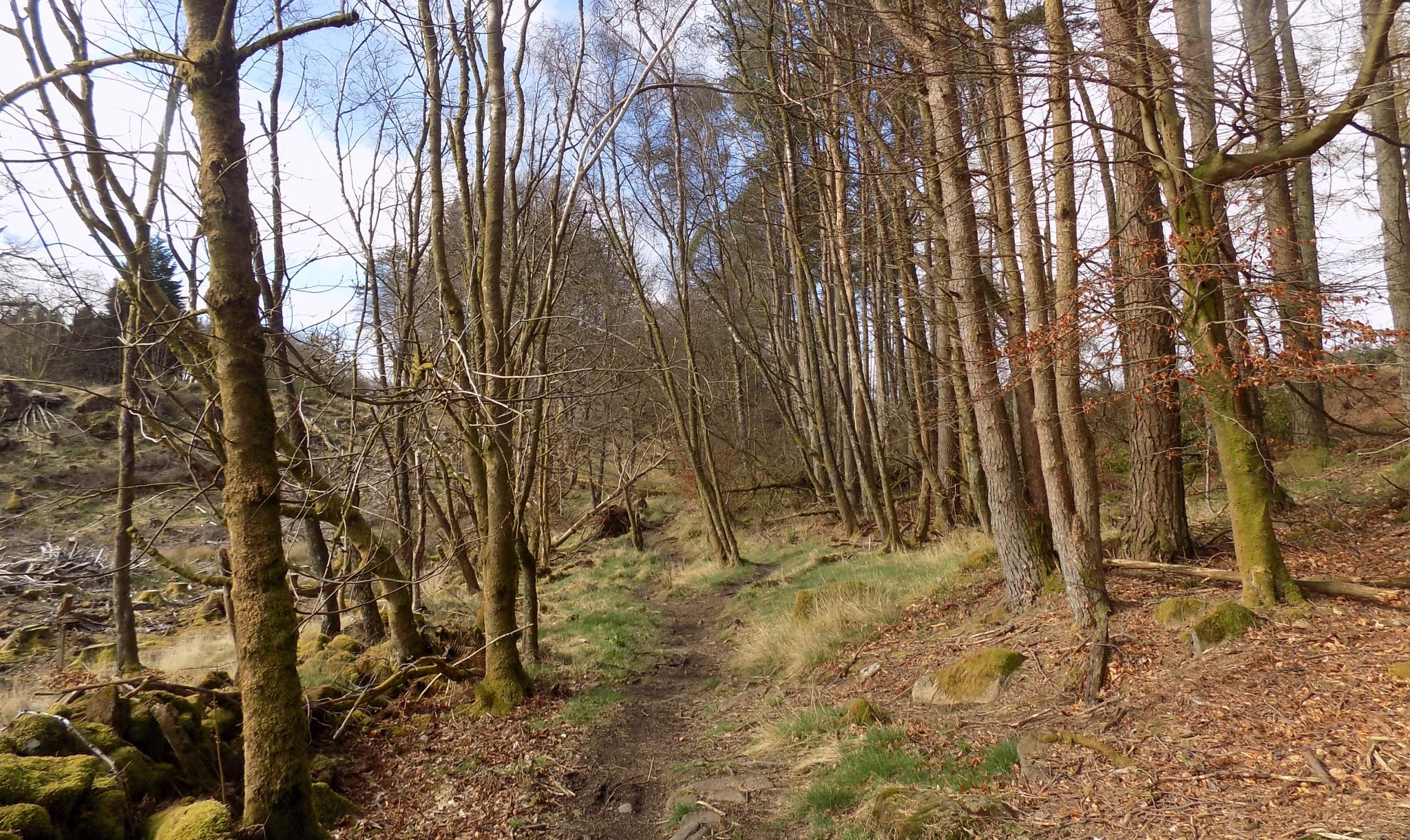 The trail through woods