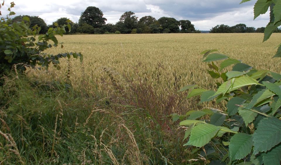 Countryside at Clifton