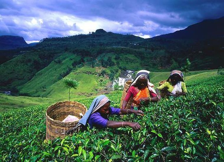 Workers in Tea Plantation at Nuwara Eliya in the Hill Country of Sri Lanka